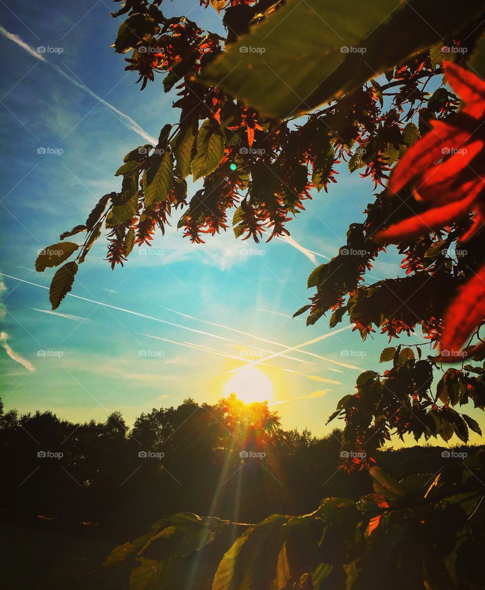 Scenic view of tree during sunset