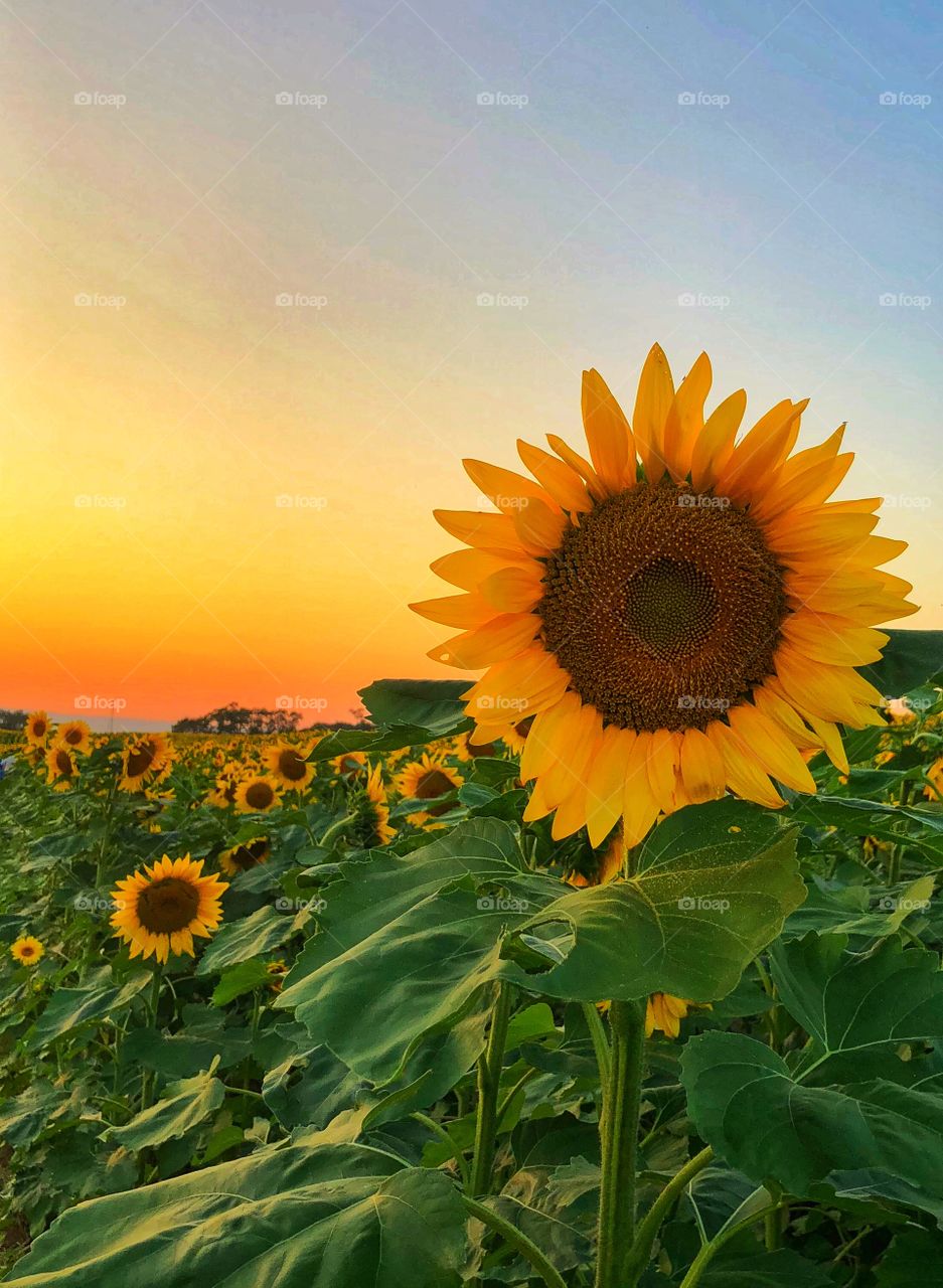 Sun setting on a sunflower field , rural Pennsylvania farm 