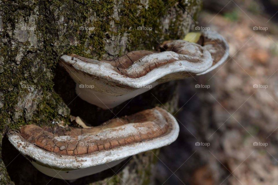 Mushroom shelf