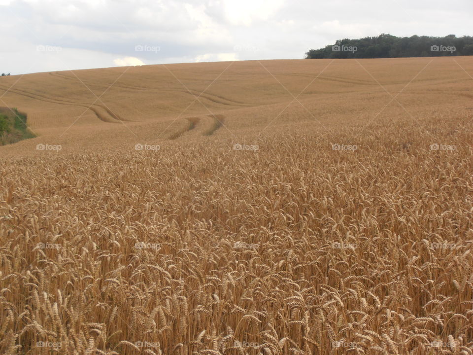 Tractor Tracks In A Wheat Field