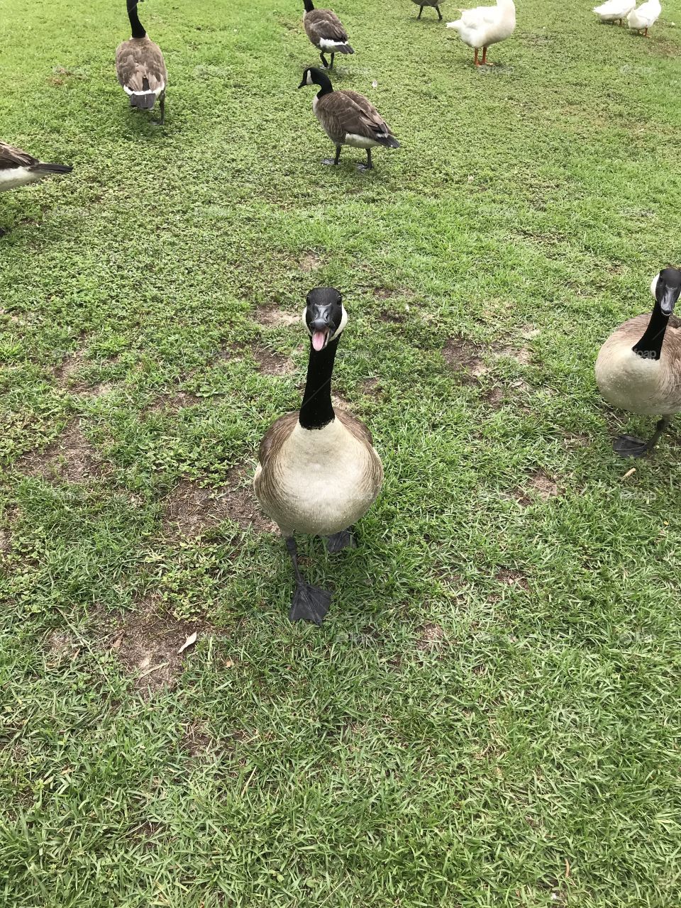 Friendly, photogenic goose