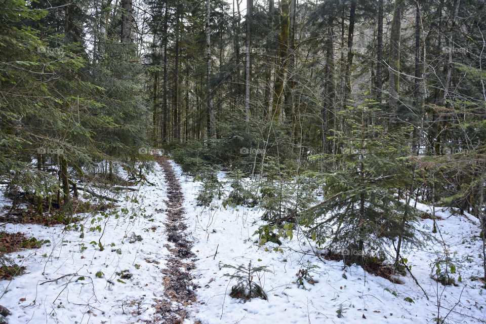 forest paths along the river Kish