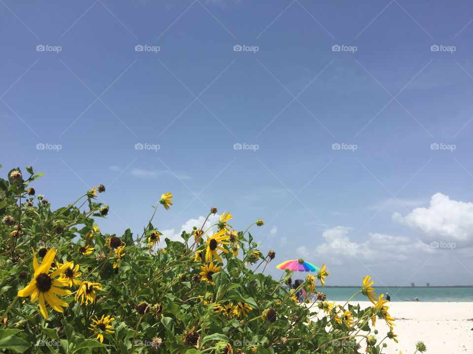 Beach flowers