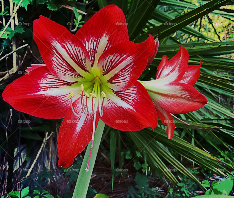 Vivid Red Amaryllis Flowers pop with color through the green garden.