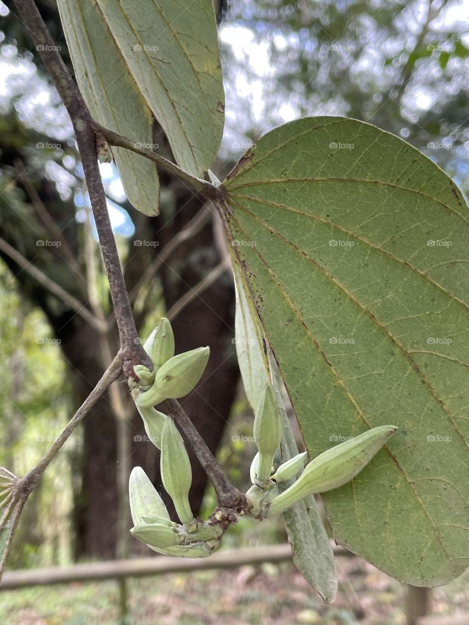 Botões de flor