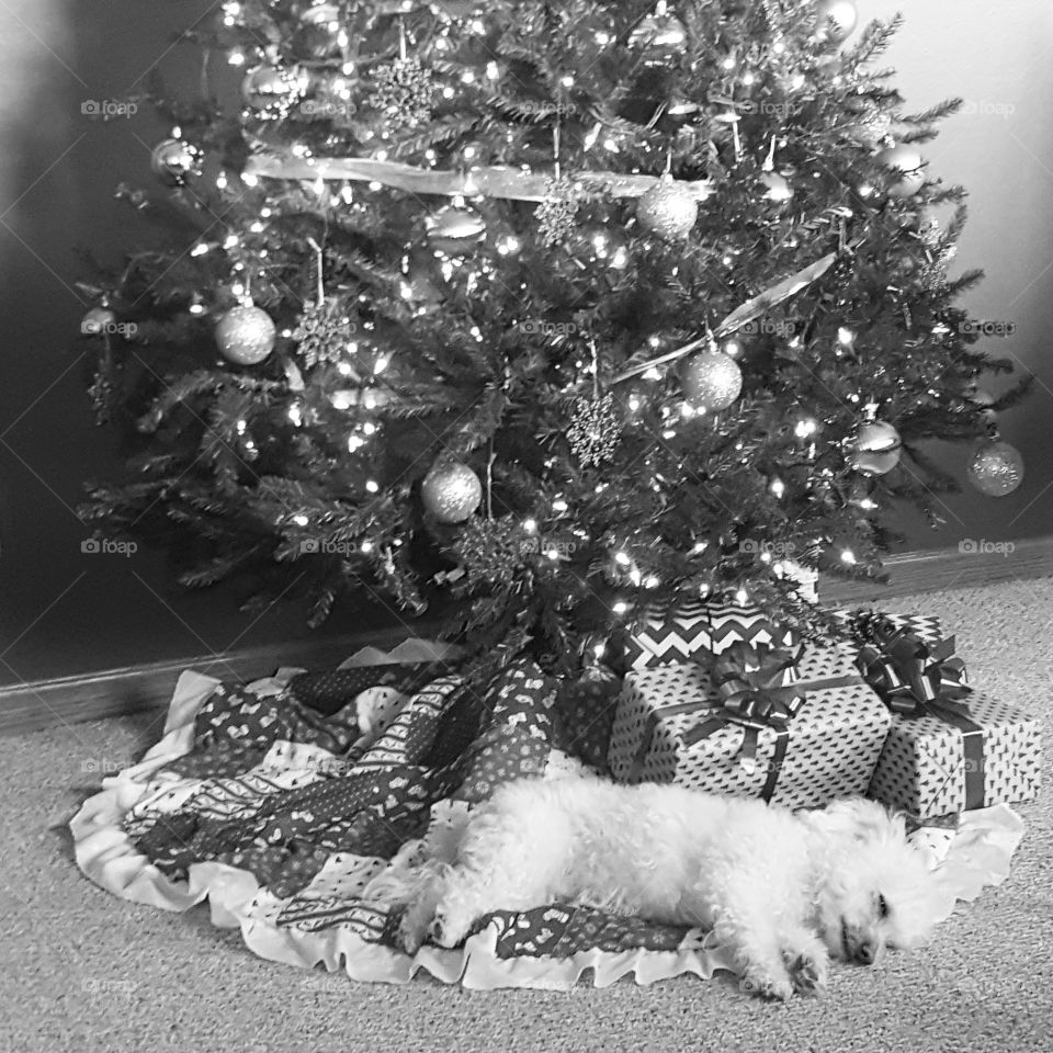 puppy under a Christmas tree