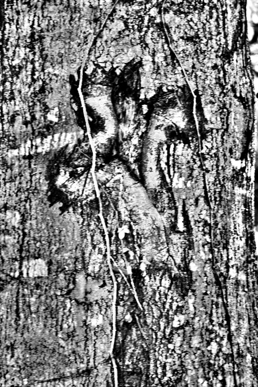 Tree in black and white