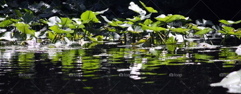 River Plants