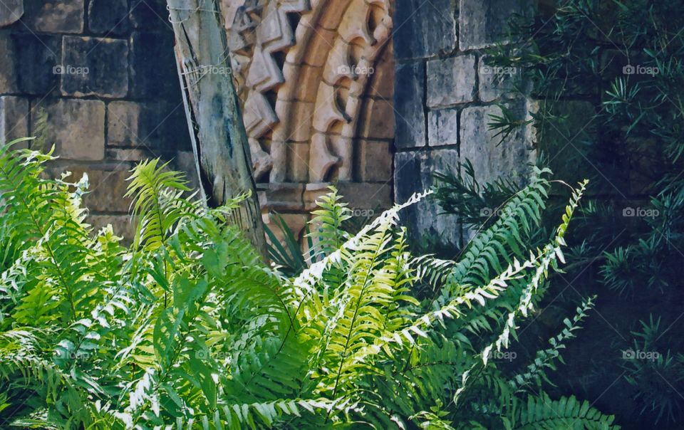 Castle walls behind ferns 