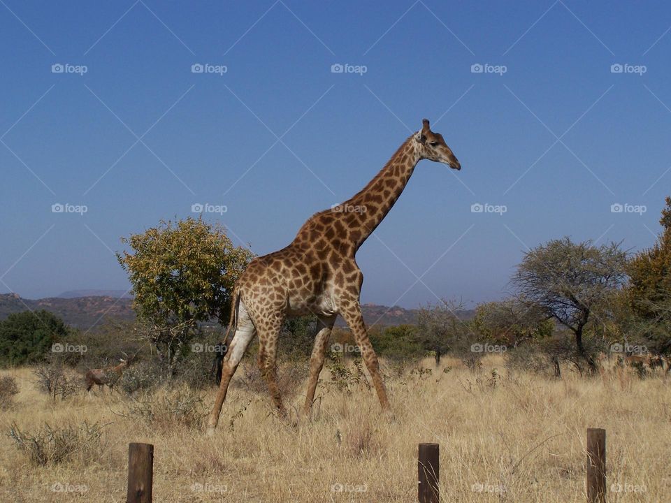 Giraffe walking