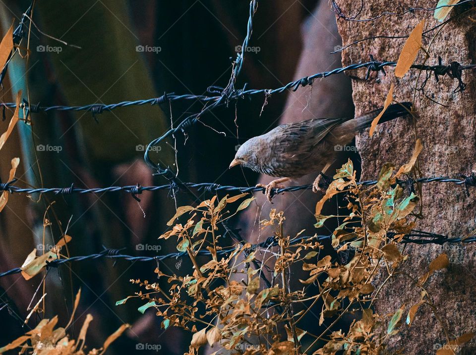 Bird photography  - yellow babbler