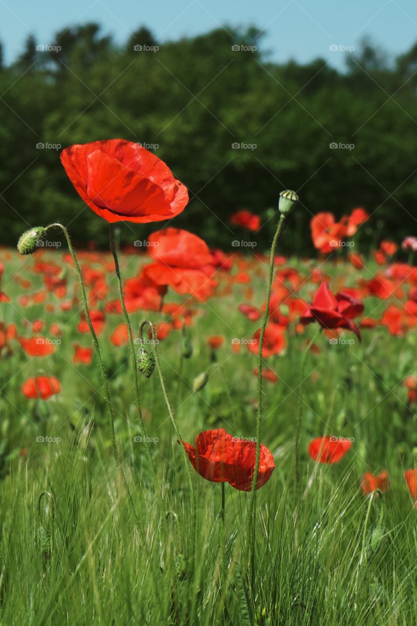 Poppy Field.