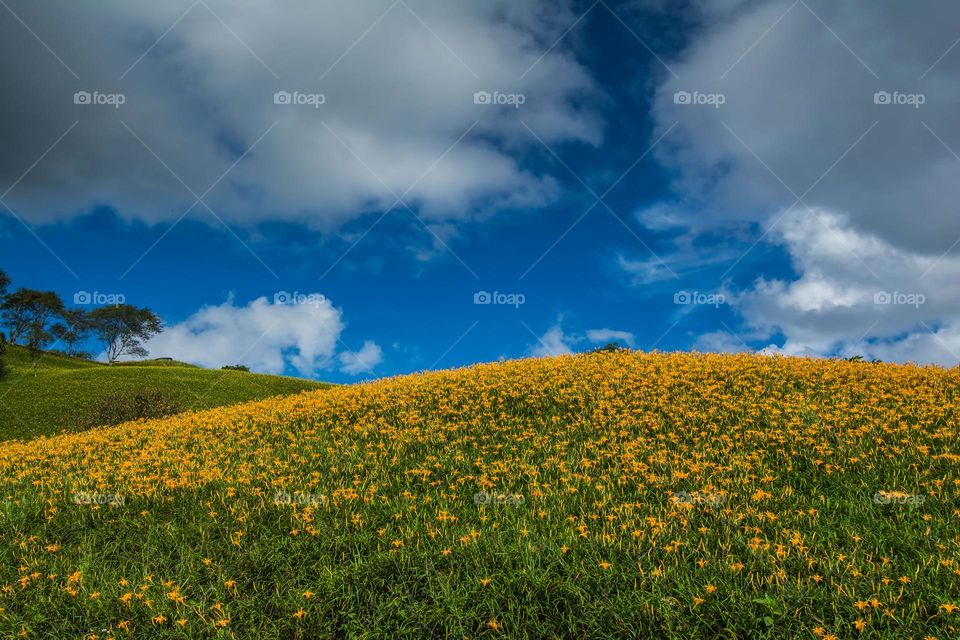 Beautiful golden needle flowers garden scenery