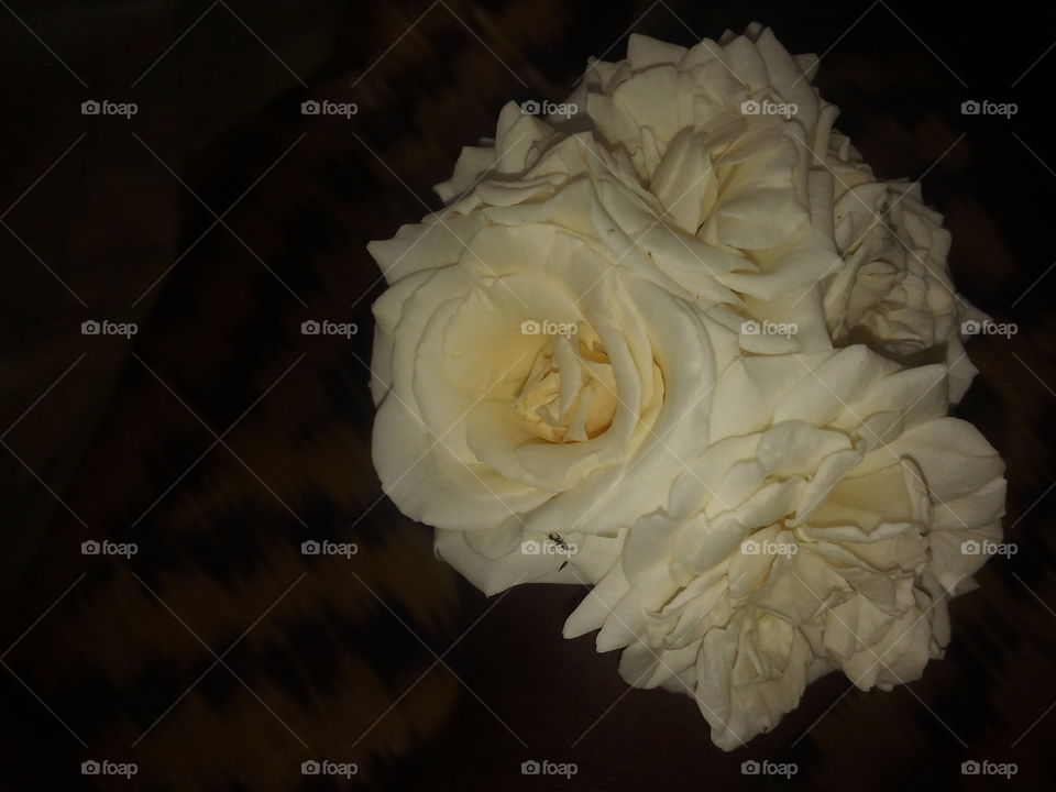 white roses..