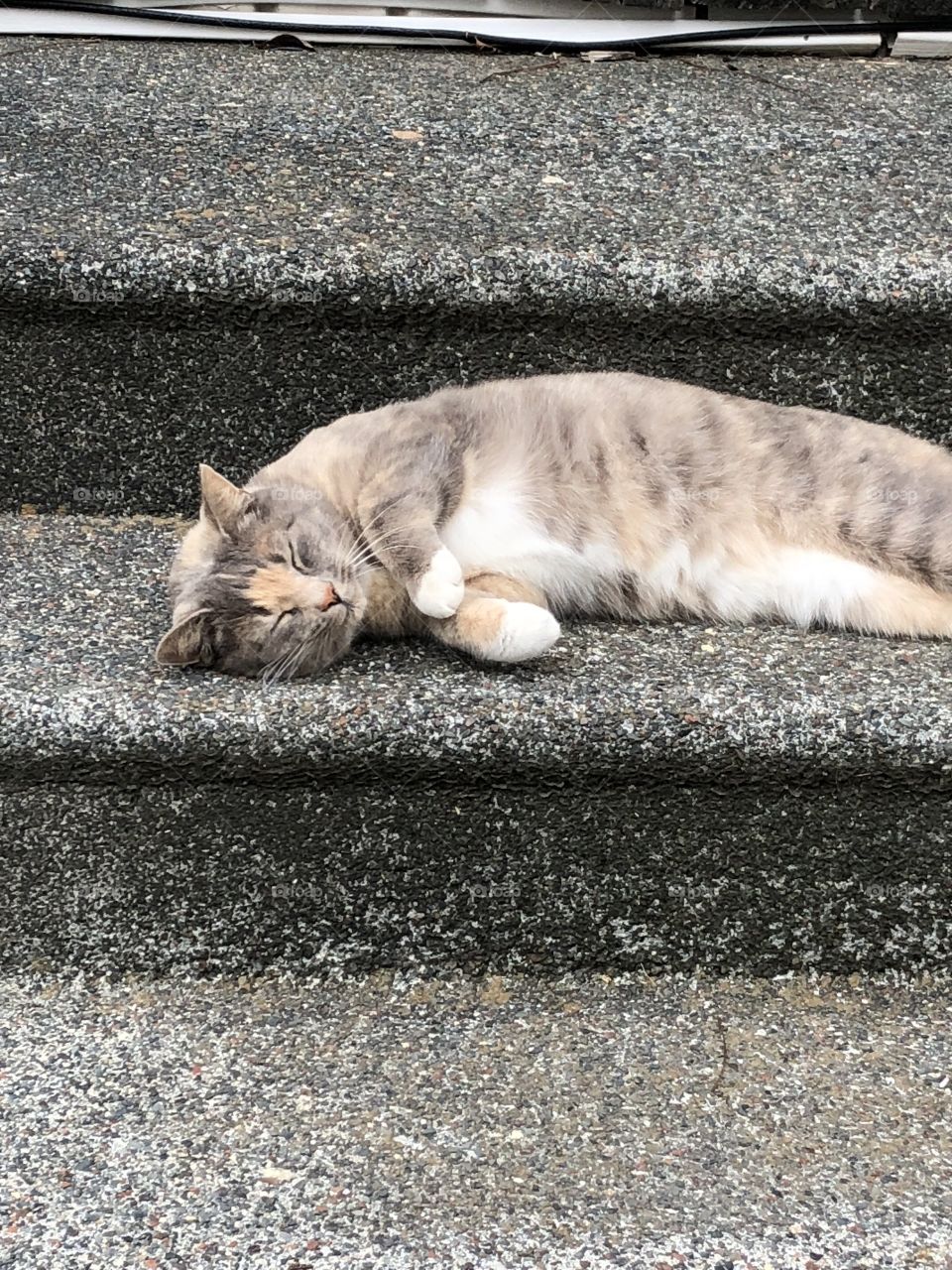 Sleeping on the stairs 