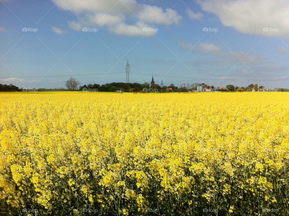 sweden spring field yellow by evildex