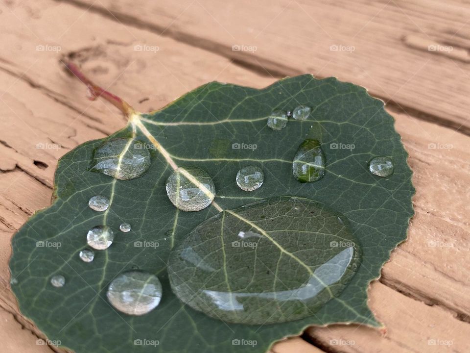 Raindrops on a green aspen leaf. 