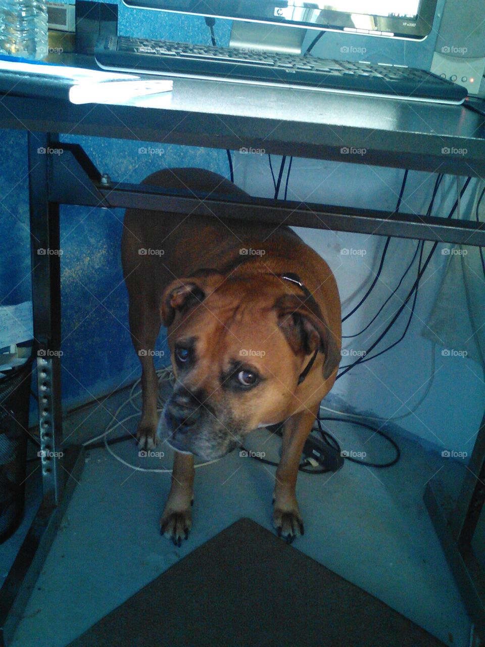 buster . he hides when he hears fireworks or loud noises outside.