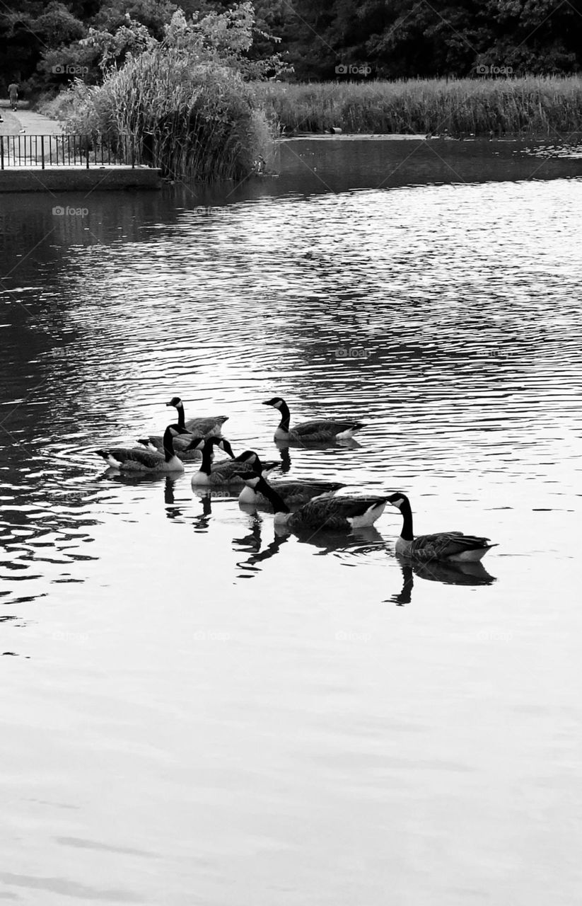 It’s nice to sit and watch the beautiful swans on the pond as the sun begins to go down 