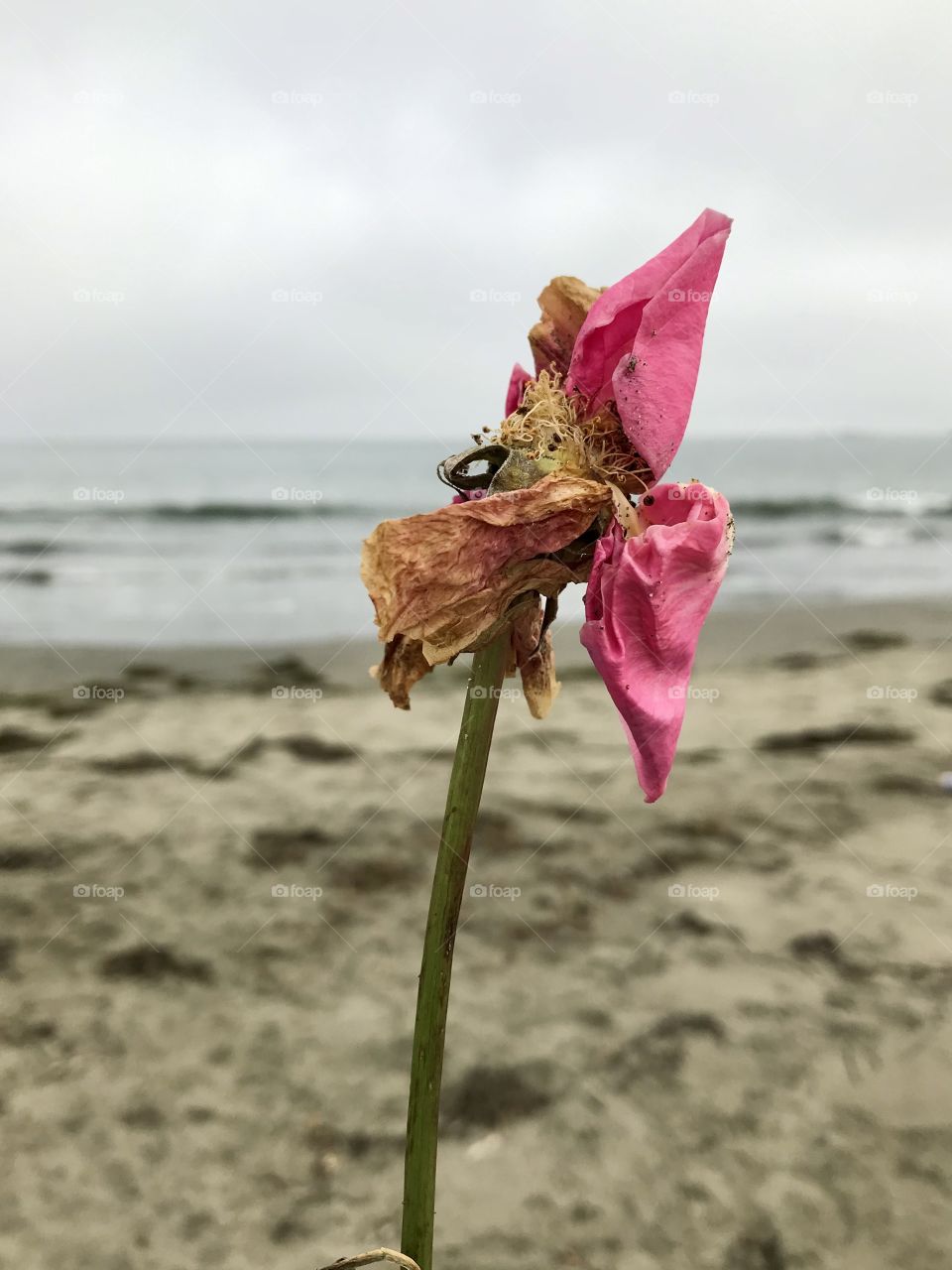 Dried Rose at the Beach