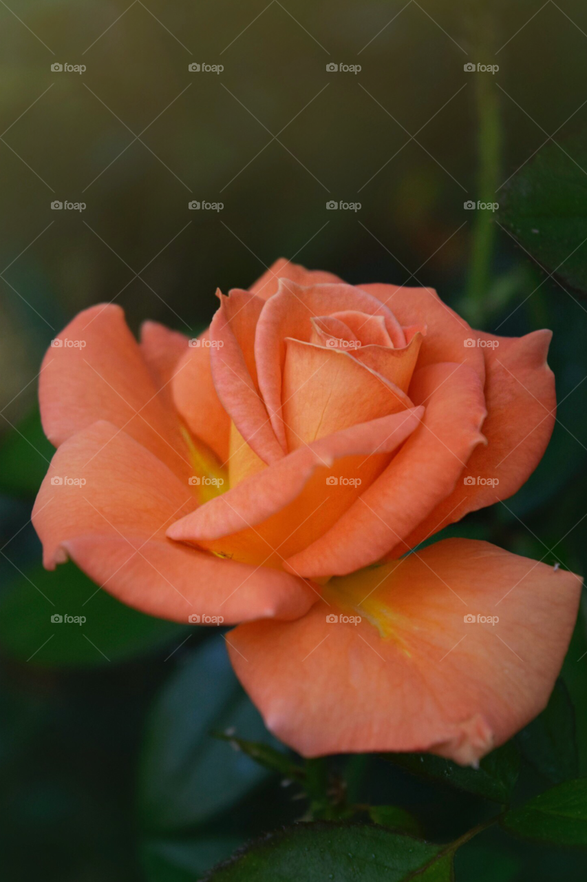 Orange rose 
