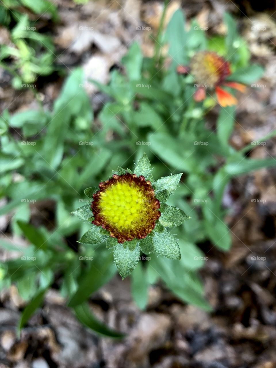 Overhead closeup of echinacea almost ready to bloom 