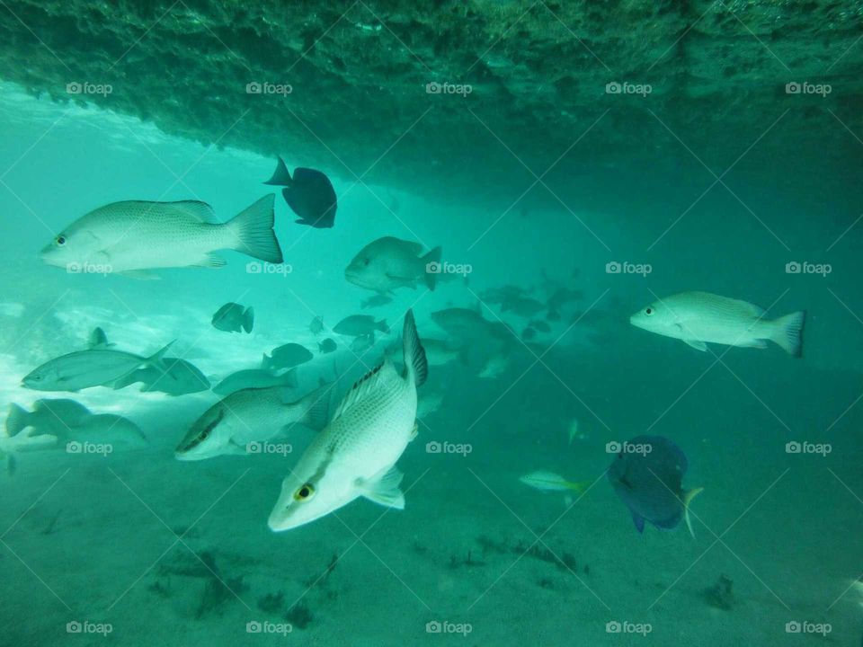 Underwater fish at Antigua
