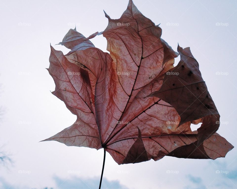 Macro leaf 