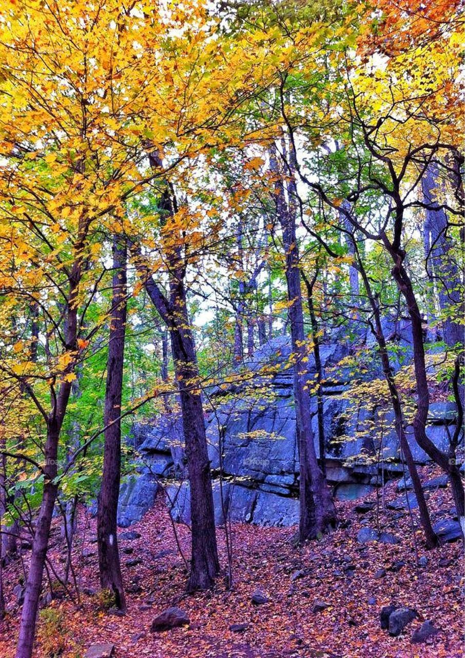 Scenic view of autumn trees