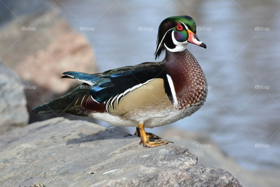 Wood duck profile