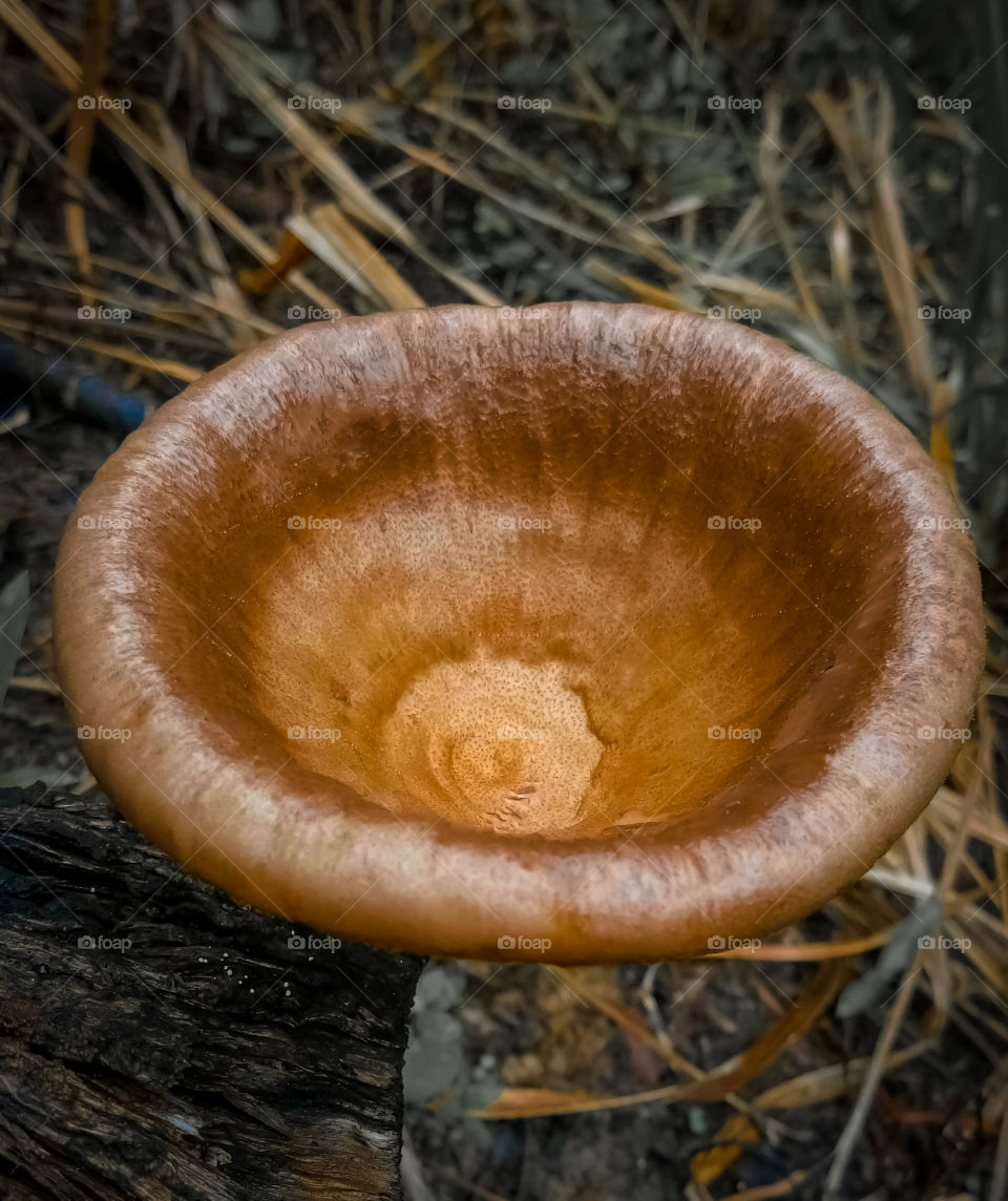 mushroom