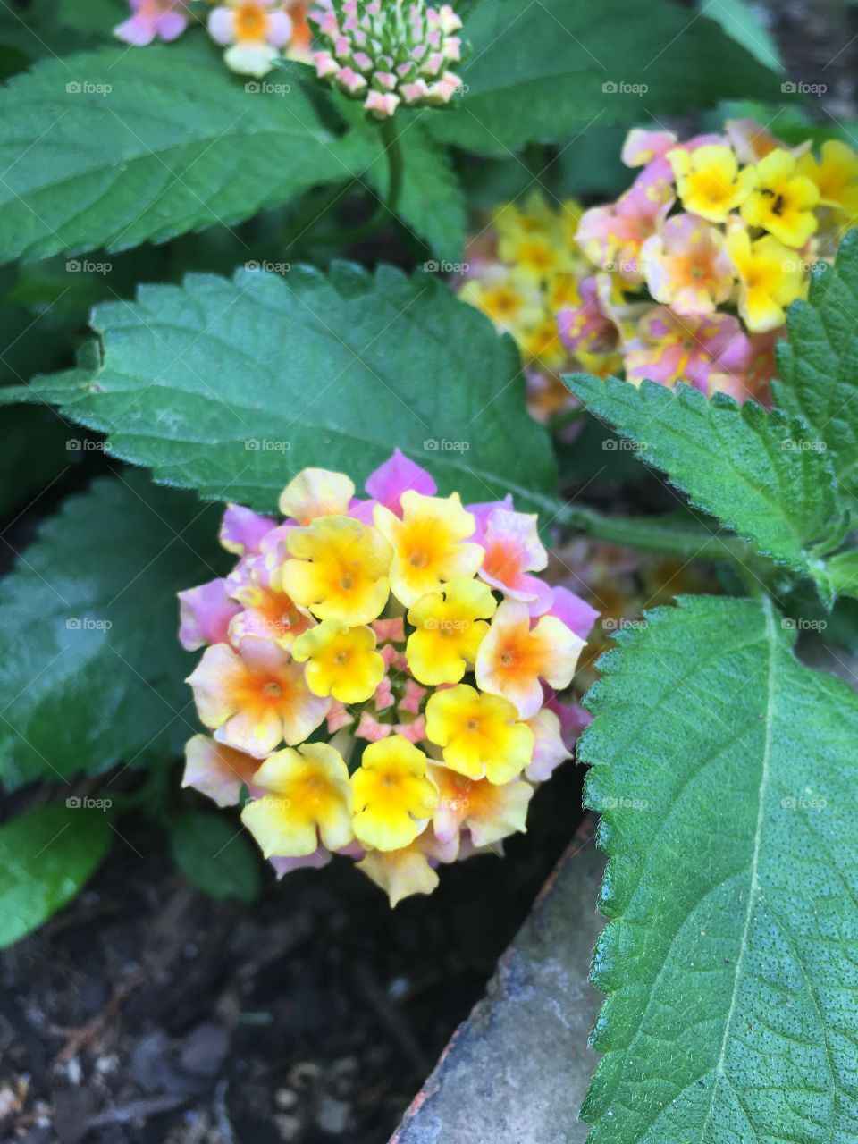 The Lantana is starting to bloom! Gorgeous colors on this guy
