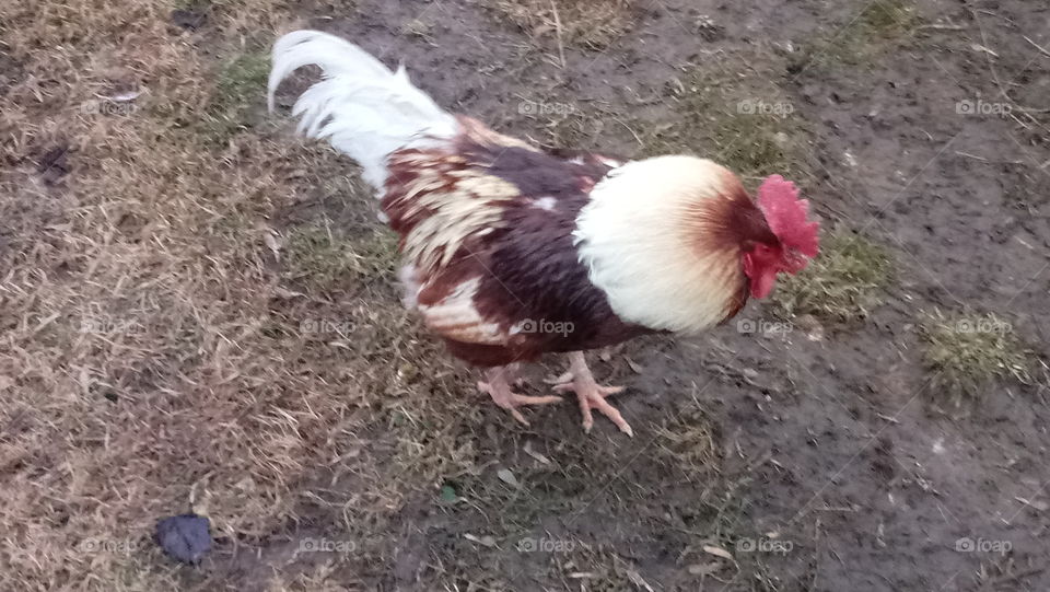 ronnie the rooster