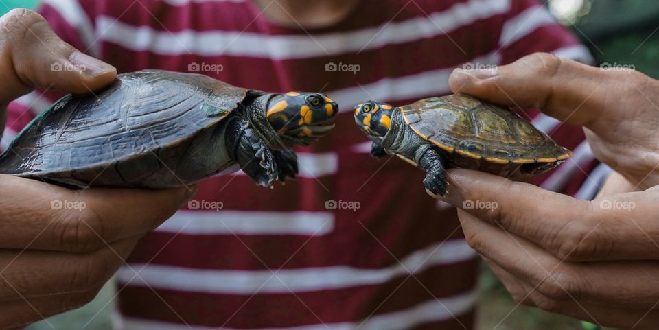 Turtle kiss