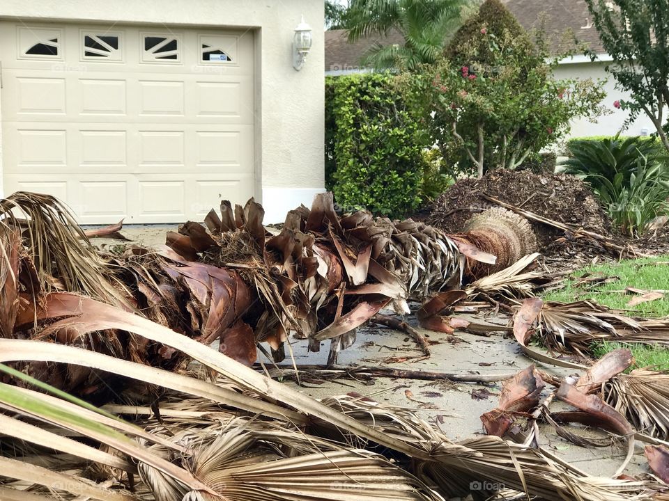 Tree down from hurricane Irma