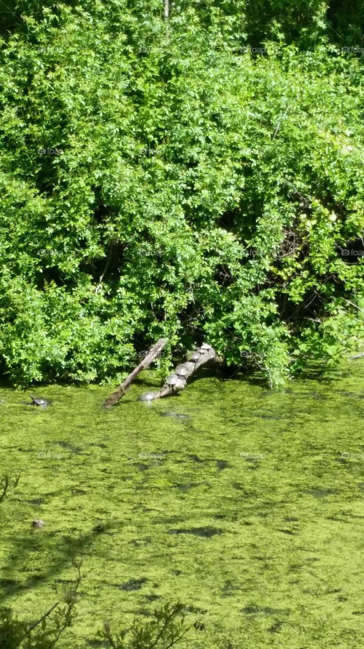 Turtles in green pond