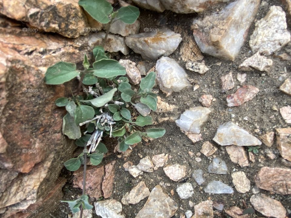 Amazing photo for desert 🌵