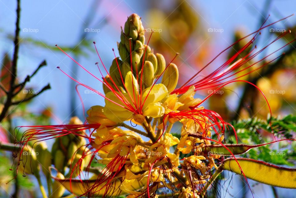 Tropical flowers