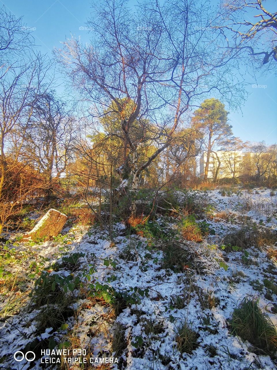 Sunset in the forest