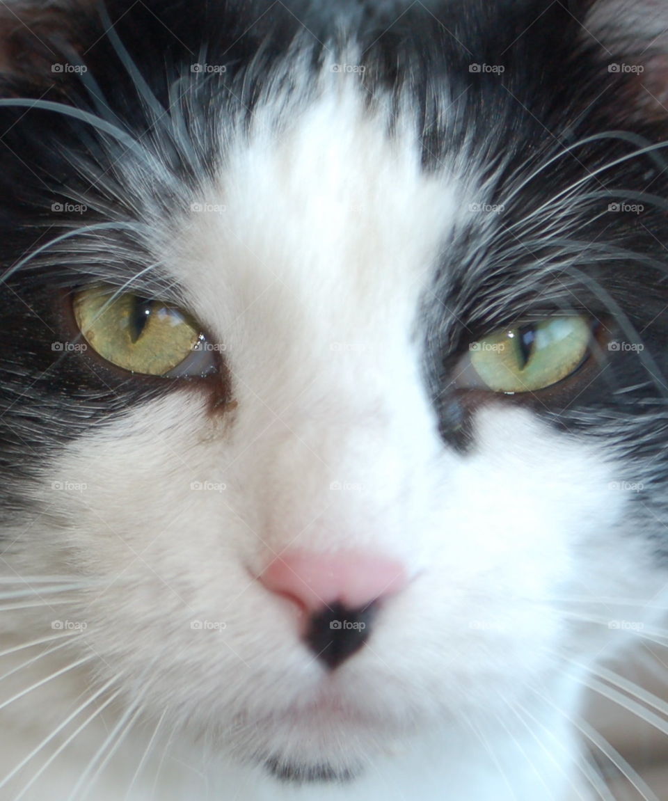 Cat close up