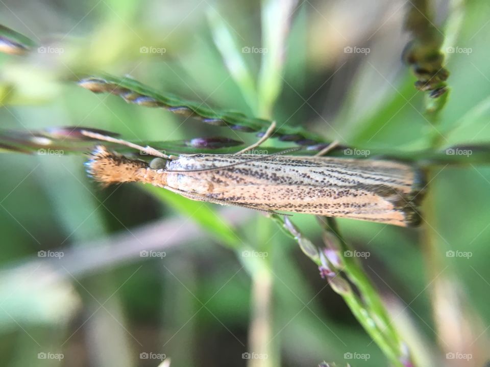 Tiny butterfly on grass