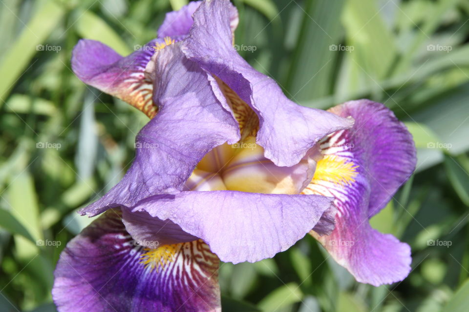 Purple flower