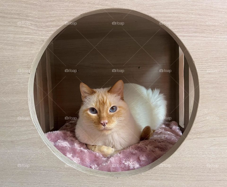 A cat in its wood bed