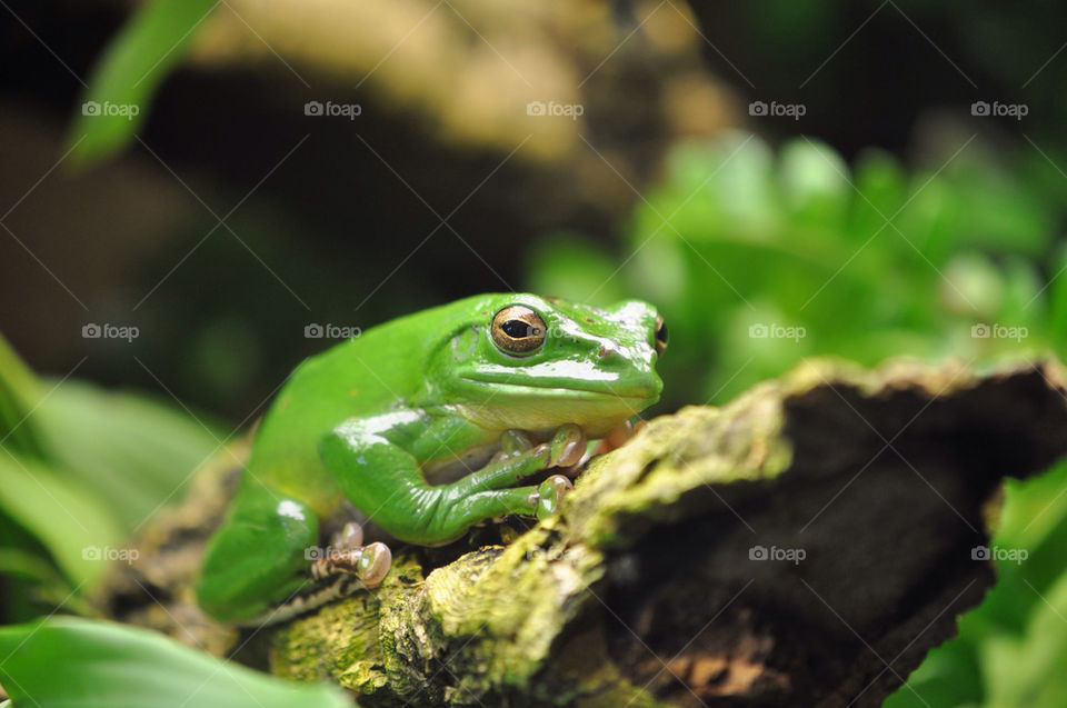 FROG