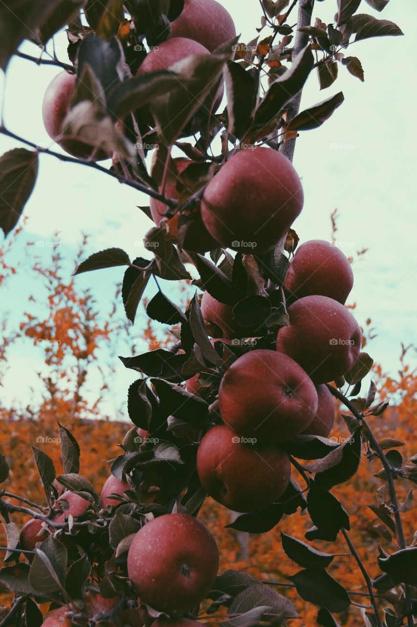 Apple picking