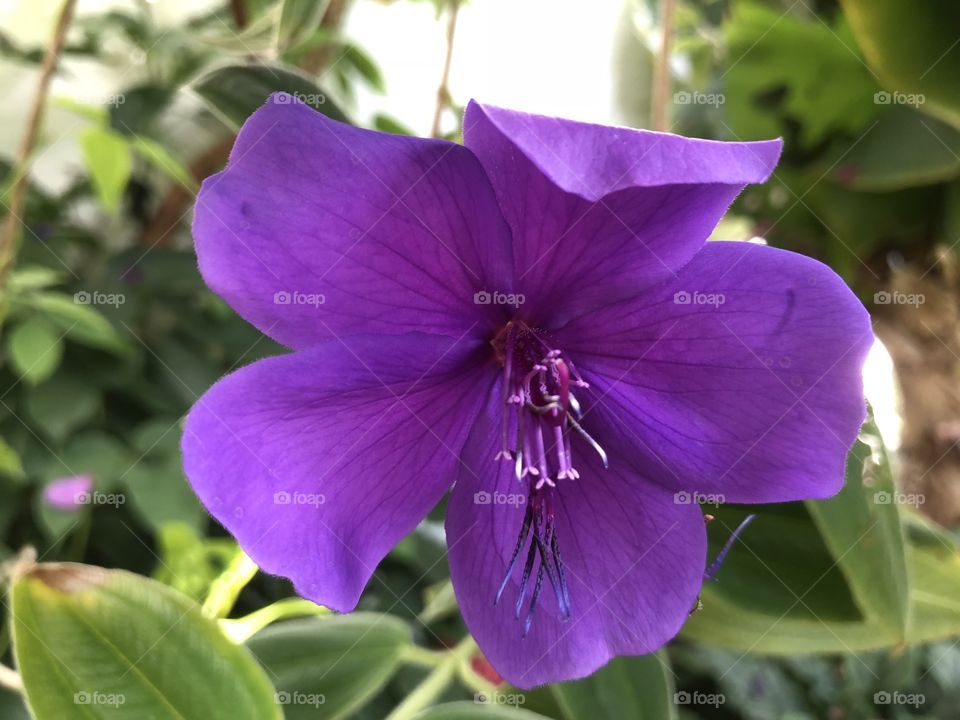 This is a “Catharanthus roseus” l love the deep purple bounce that it portrays and with it the sheer joy of its presence.