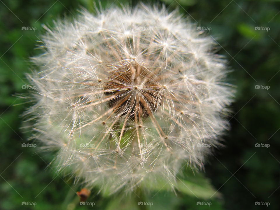 dandelion