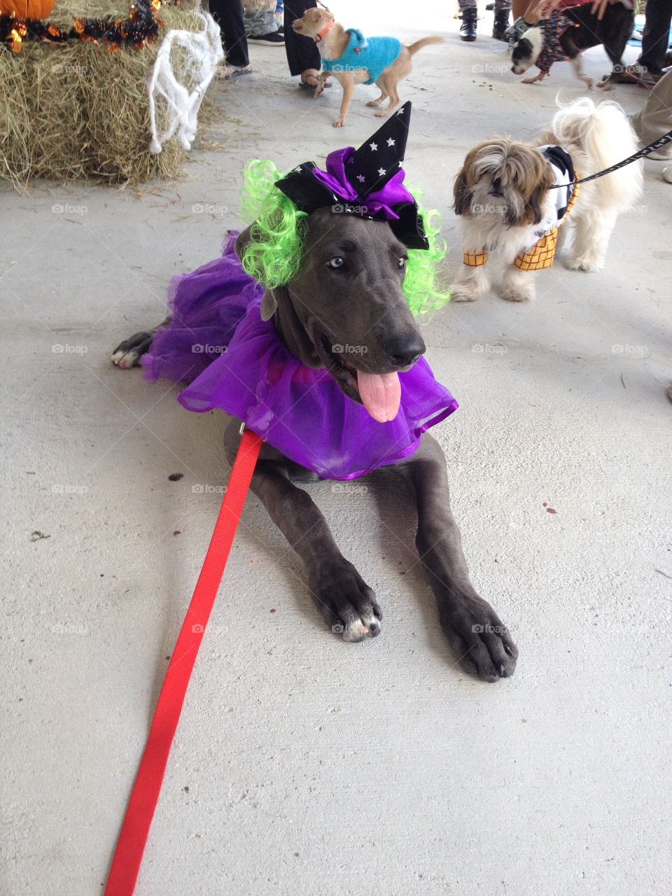 Great Dane puppy dressed as a green haired witch