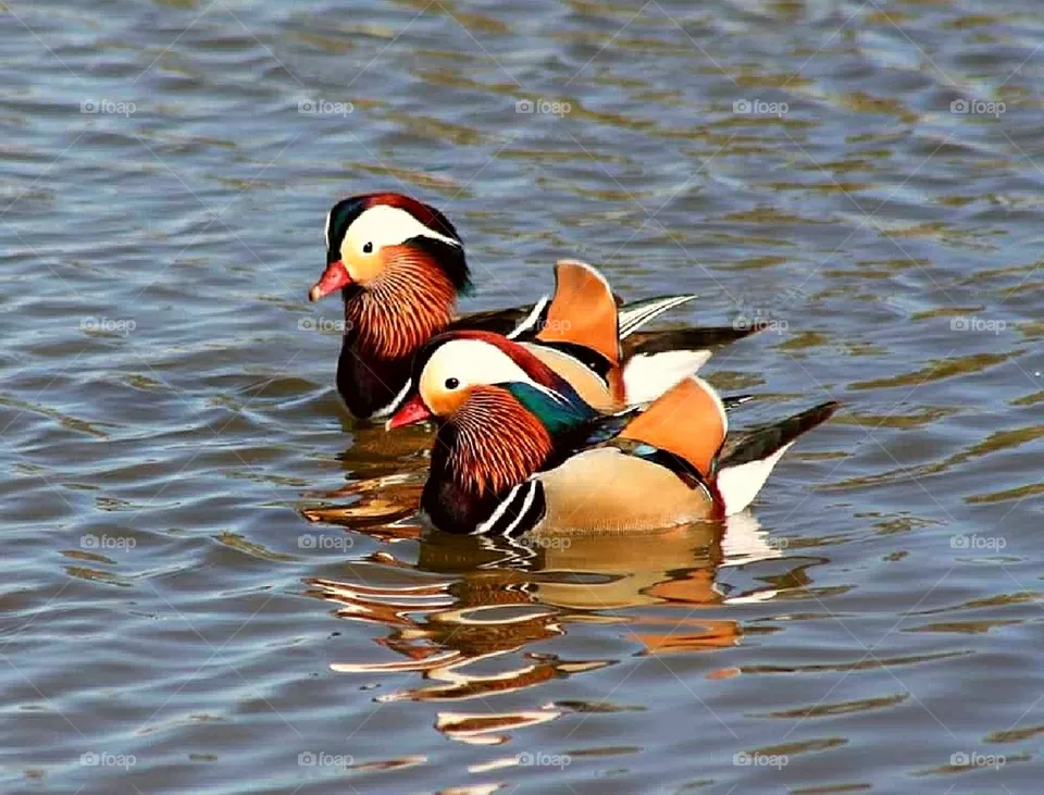 Ducks