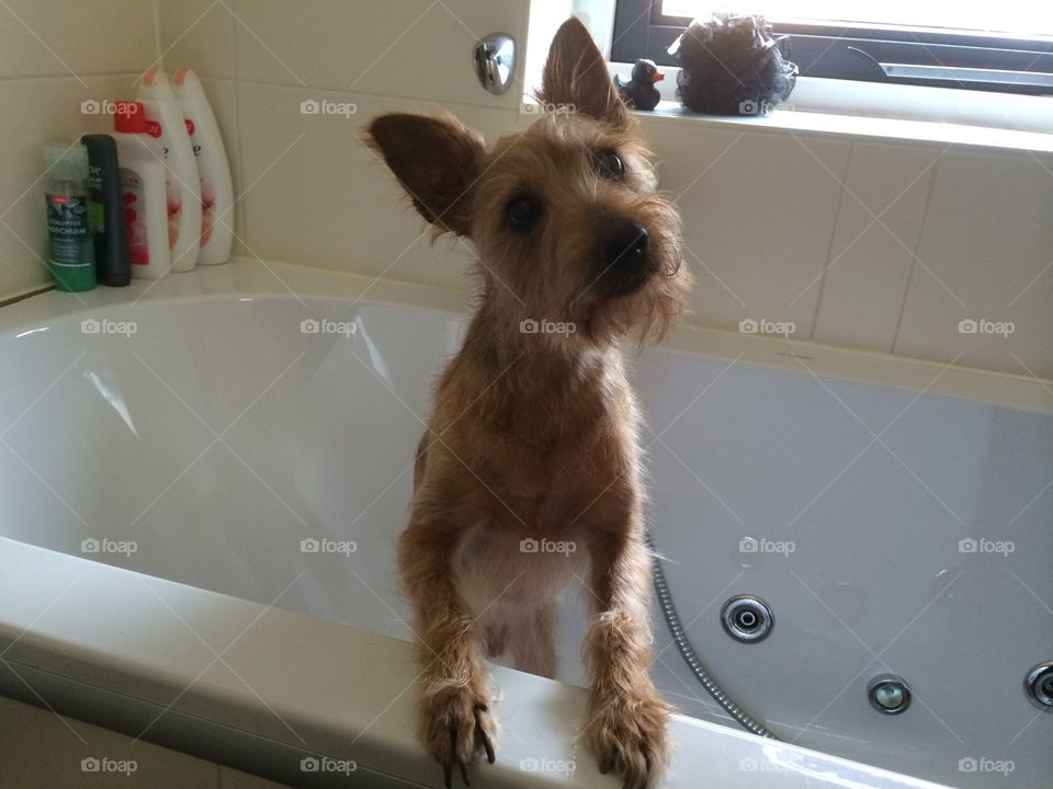 You'll find a dog in the bath!. This dog is asking for a bath... 😬